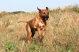 RODESIAN RIDGEBACK 009